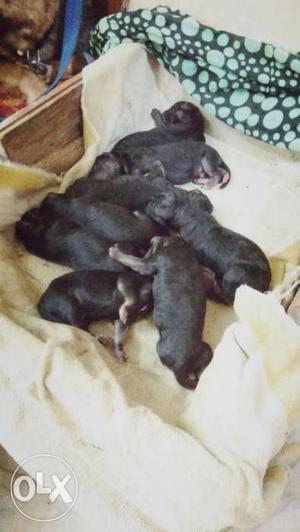 2 June born German shepherd puppies sell any one interested