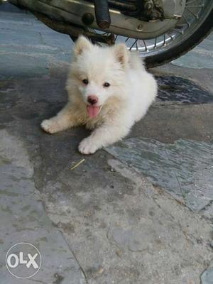 2 Month Old White Toy Pom Male Pup For Sell