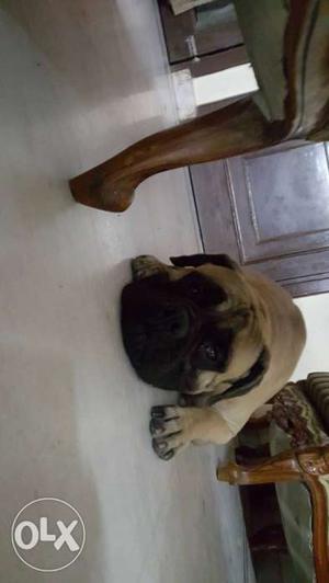 20 months old bull,mastiff male dog i suggest to