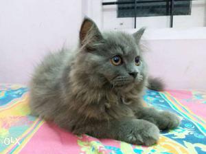 3 months aged grey colour semi punch female Persian cat