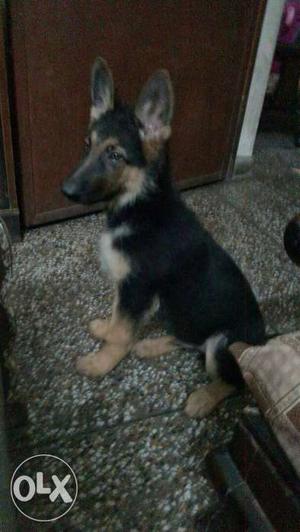 3 months gsd.male pup double coat full