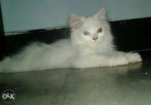 3 months old persian kittens very active high