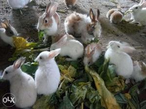 3 weak rabbit is avalable for sale 500 per pair