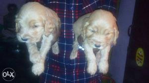 30 days puppy male Puppies available cooker