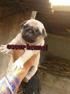 35 day old full active pug puppy brown fwn colour