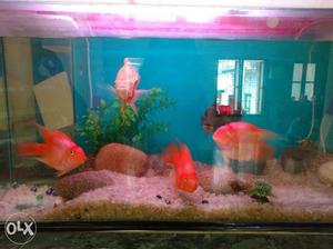 3ft Aquarium tank available with 5 fishes &