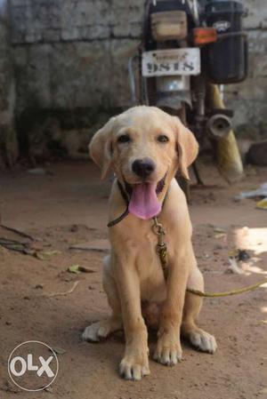 3month old Labrador purr breed