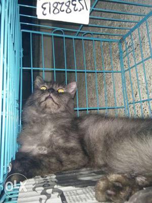 3y old female cat  final pric 4 time litter