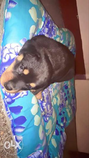 46 Days Rottweiler female puppy with paper