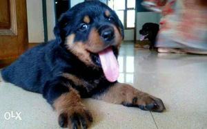 47 days old Rottweiler puppy for sale.. contact