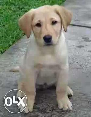 4months lab puppi for sale urgently.. I'm going