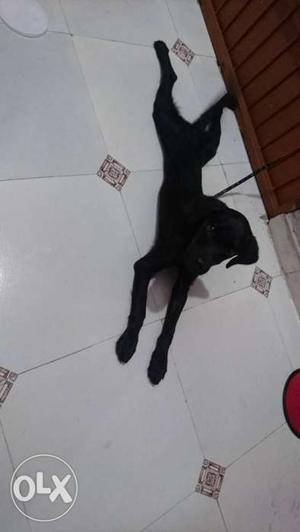 5 months Black Labrador Retriver Puppy