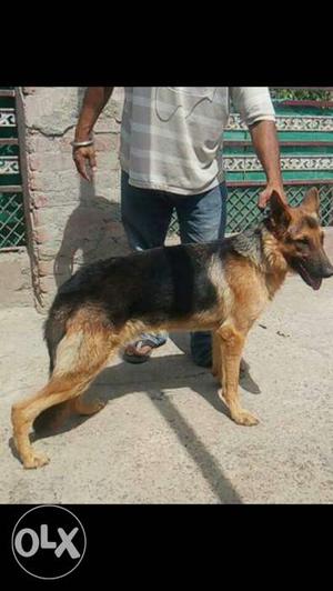 7 month old German Shepherd male available Delhi