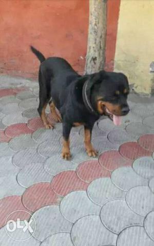 8 months rott weiler in a healthy condition