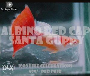 Albino Red cap Santa Guppy