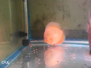 Albino yellow discus fish