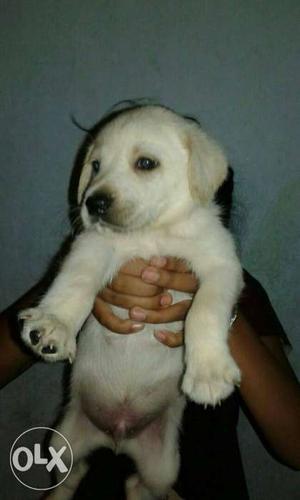 All high quality puppy sell..& matting dog