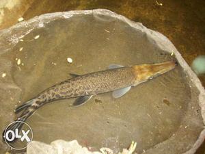 Alligator gar fish 45cm long just one and half year old