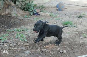 American Pitbull Terrier male and female puppies