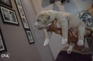 American pitbul pups available No need to