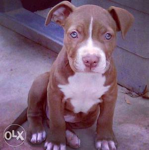 American pitbull puppy for sale in ghaziabad fix