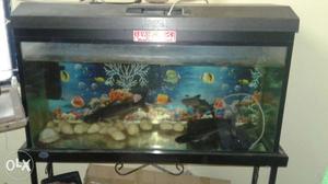 Aquarium 3 feet good condition with 2 fish one is