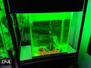 Aquarium and fish