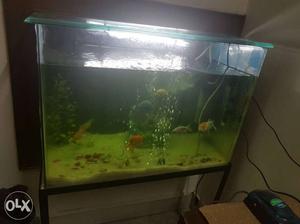 Aquarium with stand, toys, 7fishes,heater,