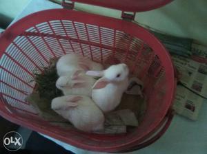 Australian baby White Rabbits