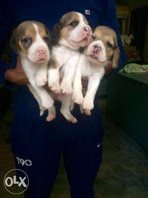 Beagal female pups  each