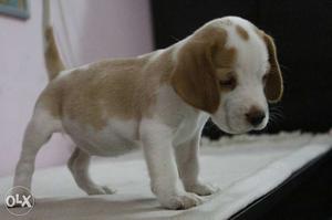 Beagle female Lemon colour 2 Month old with