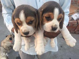 Beagle healthy pups pair available contact no in add show