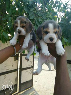 Beagle puppies available pure breed puppies