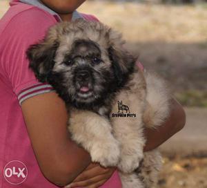 Beautiful KCI registered Lhasa puppy available for loving