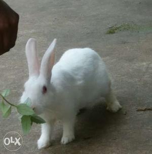 Beautiful White Shinning Rabbit On Sale Only At 499 rupees