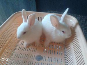 Beauty full rabbit babys