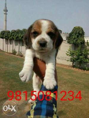 Begal male pup available