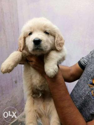 Best qualities golden retriever male and female