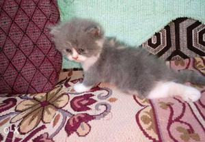 Bicolour Gray And White, Brown and white Short Fur semi