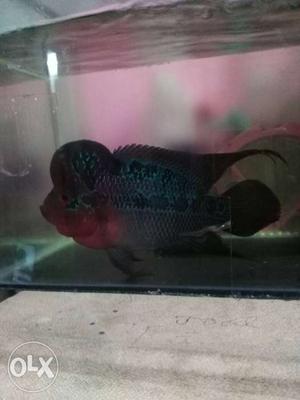 Black And Red Flowerhorn
