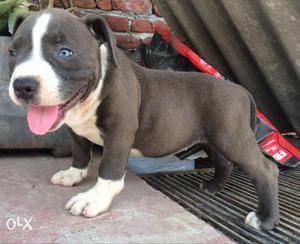 Black And White American Bully Puppy