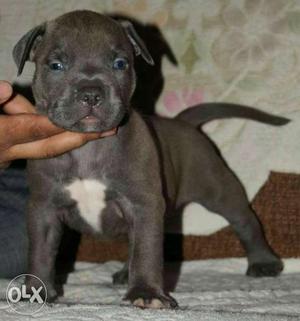 Black And White American Pit Bull Terrier Puppy