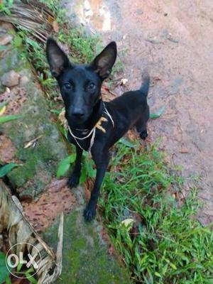 Black Belgian Malinois Puppy