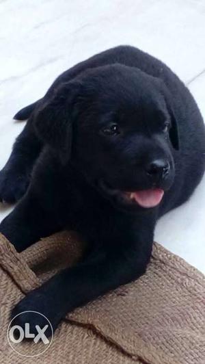Black Labrador Retriever Puppy