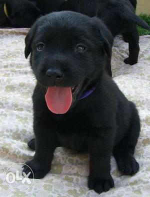 Black Labrador Retriever female puppy