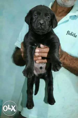 Black Labrador male  and female available in