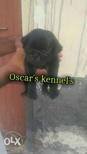 Black and fawn clr show quilty pug puppy selling