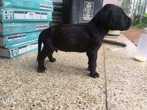 Black dane male puppy available only one puppy