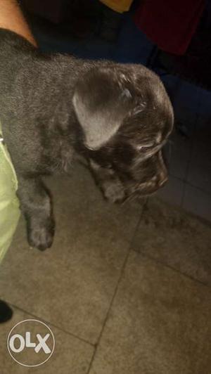 Black labra female  +(with cage optional) ppdt