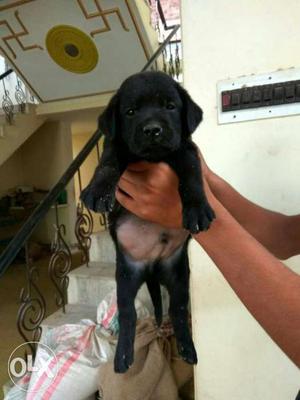 Black labrador male puppy available.